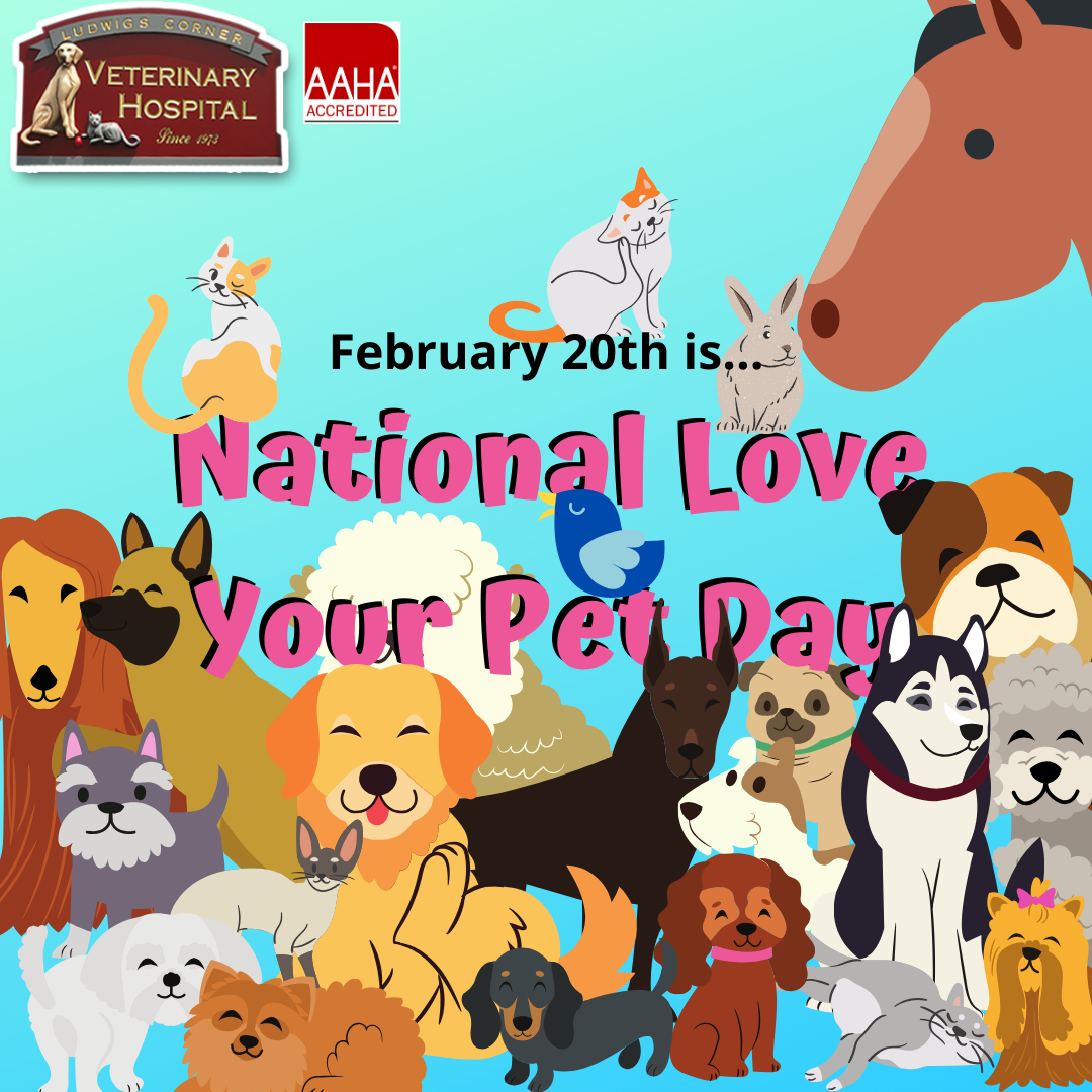 /Images/ludwigscornervet/site/National_Love_Your_Pet_Day.png